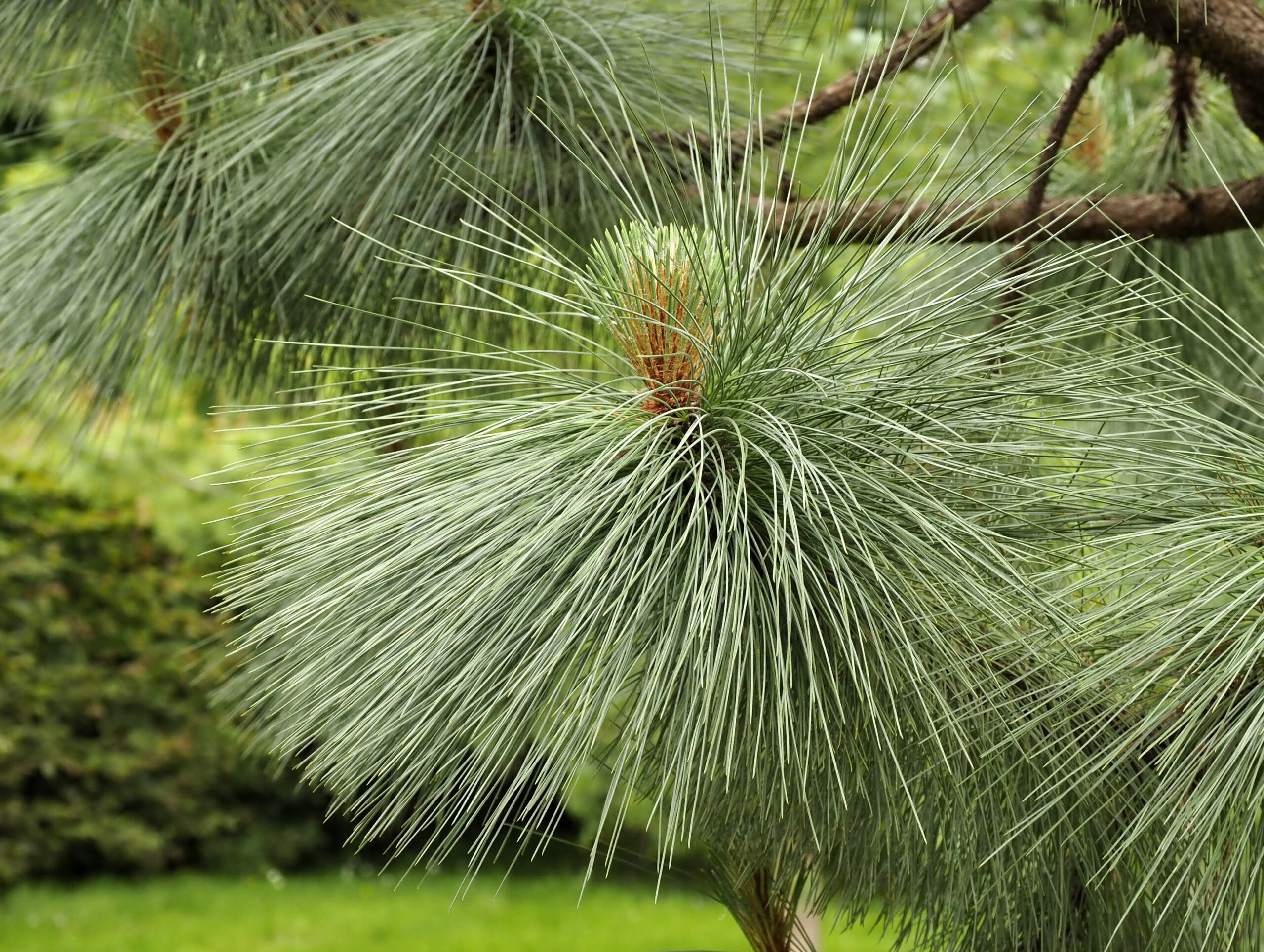 The long needles of Pinus montezuma ‘Sheffield Park’